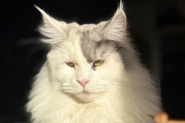 Femelle Maine Coon LOOF black tortie smoke et blanc arlequin polydactyle, âgée de 1 an