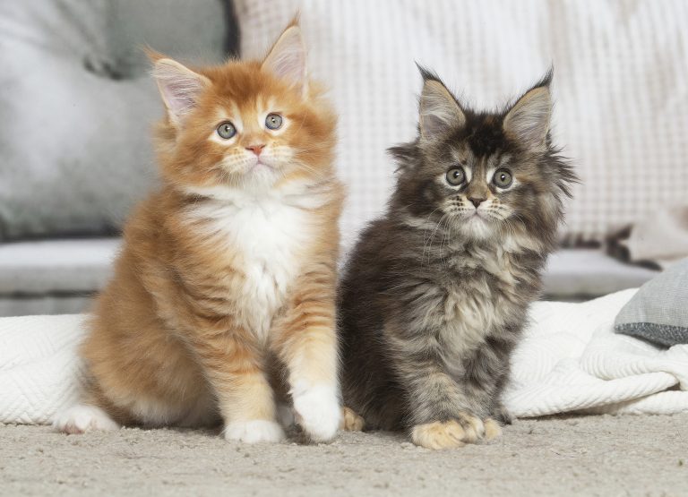 Chatons Maine Coon nés à la chatterie, prêts pour une adoption Maine Coon en famille