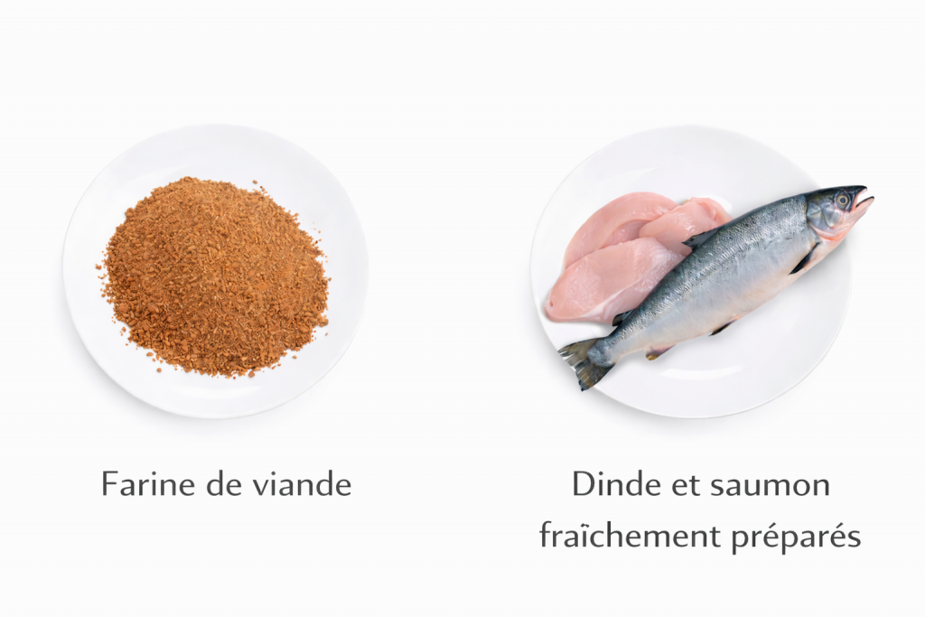 farine de viande vs saumon et dinde fraichement prepares