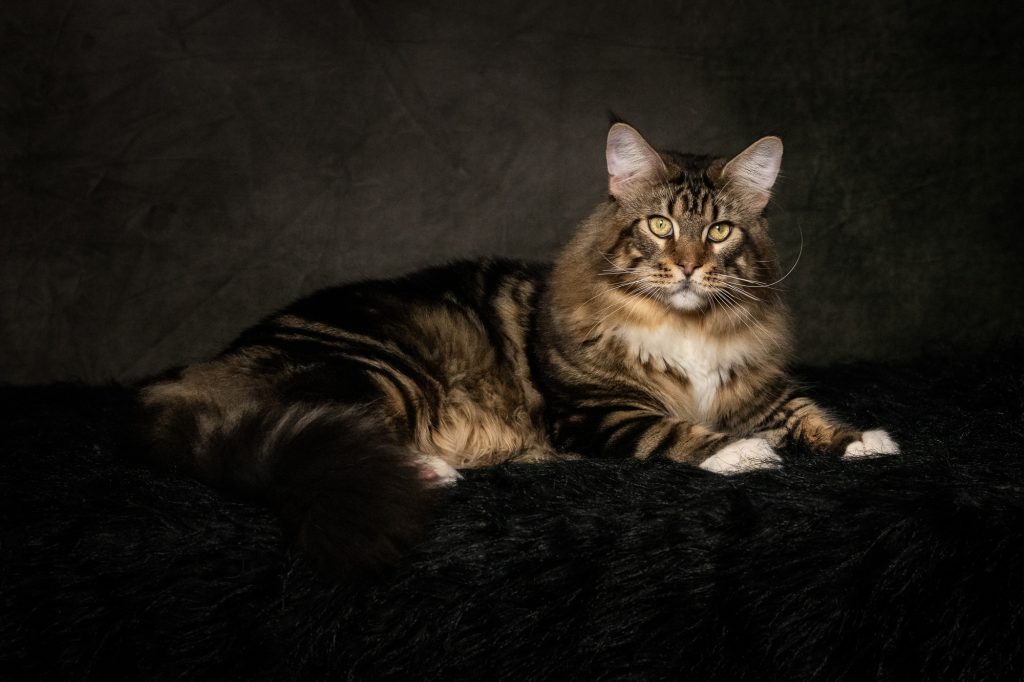 prince phoenix of Maine's Fairies - Male Maine Coon Brown Blotched Tabby & White