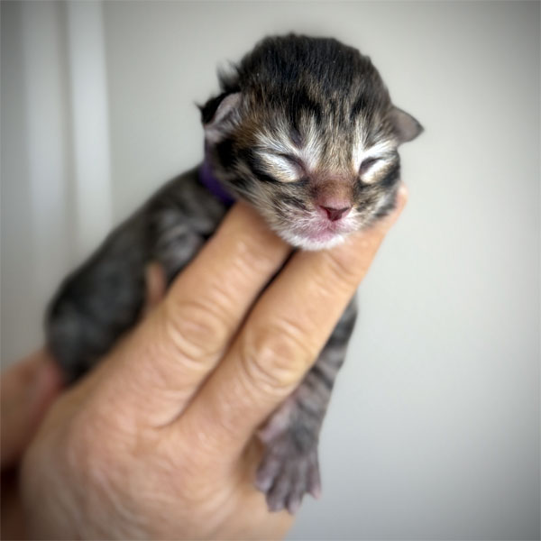 kitten maine coon male brown mackerl tabby 2026