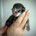 kitten maine coon male brown mackerl tabby 2026