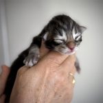 kitten male maine coon brown blotched tabby 2026