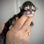 kitten male maine coon brown blotched tabby 2026