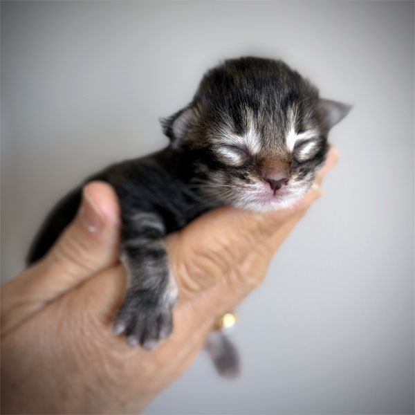 kitten maine coon brown blotched tabby female