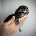 kitten maine coon brown blotched tabby female