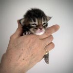 kitten main coon brown ticked tabby 2026