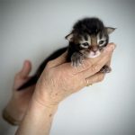kitten main coon brown ticked tabby 2026