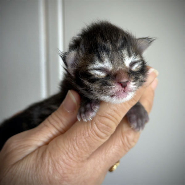 kitten maine coon brown mackerel tabby 2026 male