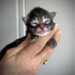 kitten maine coon brown mackerel tabby 2026 male