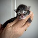 kitten maine coon brown mackerel tabby 2026 male