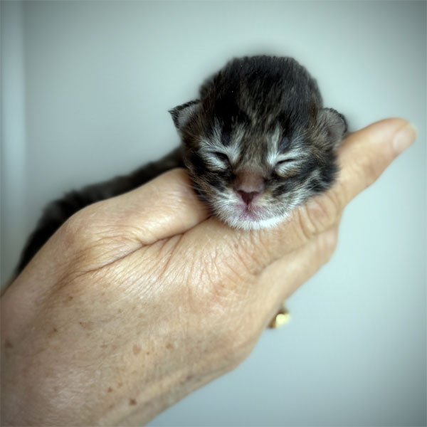 kitten maine coon brown mackerel tabby 2026 male