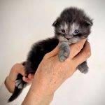 kitten maine coon female black smoke