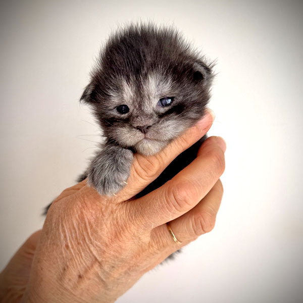 kitten maine coon female black smoke
