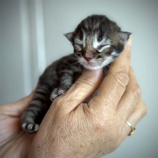 kitten maine coon brown mackerel tabby male 2026