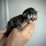 kitten maine coon brown mackerel tabby male 2026