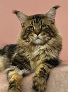 Chat Maine Coon mâle adulte Brown Blotched Tabby