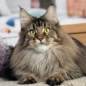 chatte maine coon brown ticked tabby
