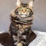 maine coon brown blotched tabby polydactyle aux 4 pattes