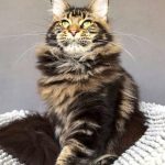 Maine Coon brown blotched tabby avec polydactylie aux quatre membres