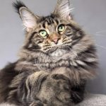 Chat Maine Coon brown blotched tabby présentant la polydactylie aux quatre pattes