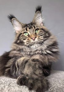 Chat Maine Coon brown blotched tabby présentant la polydactylie aux quatre pattes