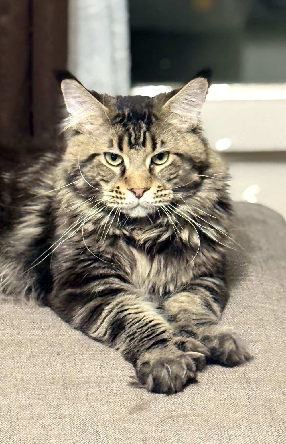 Maine Coon mâle brown blotched tabby polydactyle aux quatre pattes Elit Dev Akbars