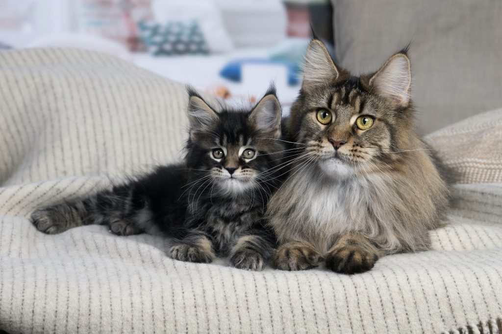 Maine Coon brown tabby et son chaton.