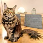 chat maine coon polydactyle brown blotched tabby