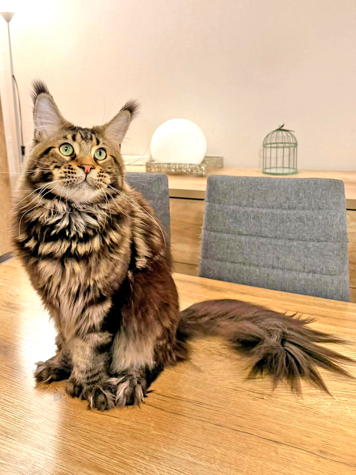 chat maine coon polydactyle brown blotched tabby