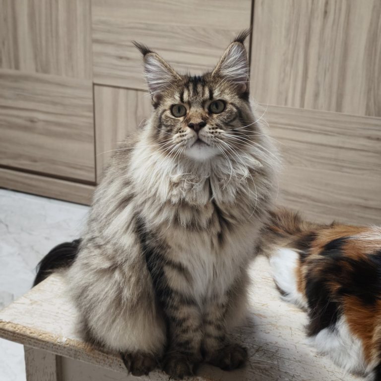 Aasla Honey, femelle Maine Coon brown mackerel tabby disponible à l’adoption dans notre élevage LOOF à Paris