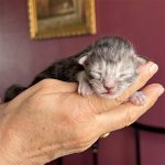 chaton maine coon femelle black silver blotched tabby