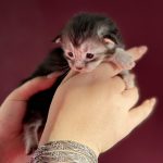 Belladonna, chatonne Maine Coon black silver blotched tabby tenue dans les mains