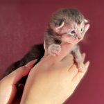 Belladonna, chatonne Maine Coon black silver blotched tabby de profil
