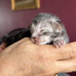 chaton maine coon femelle black silver blotched tabby