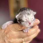 chaton maine coon femelle black silver blotched tabby