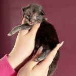 Black Velvet, chatonne Maine Coon black smoke tenue dans les mains, vue de dos