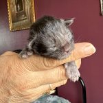 chaton femelle maine coon black smoke