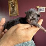 chaton femelle maine coon black smoke