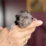chaton femelle maine coon black smoke