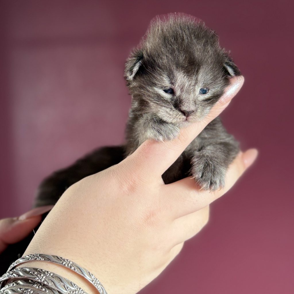 Blackthorn, chaton Maine Coon mâle black smoke à 16 jours, de face