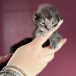 Blackthorn, chaton Maine Coon mâle black smoke à 16 jours, de face