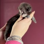 Blackthorn, chaton Maine Coon mâle black smoke tenu dans la main