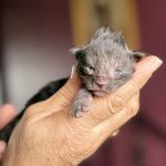 chaton maine coon mâle black smoke