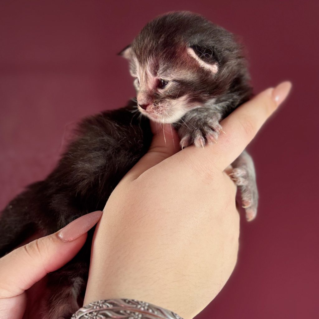 Boreal Storm PP, chaton Maine Coon mâle black silver blotched tabby polydactyle à 16 jours