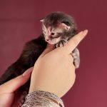 Boreal Storm PP, chaton Maine Coon mâle black silver blotched tabby polydactyle tenu dans la main