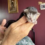 chaton maine coon mâle black silver blotched tabby polydactyle