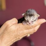 chaton maine coon mâle black silver blotched tabby polydactyle
