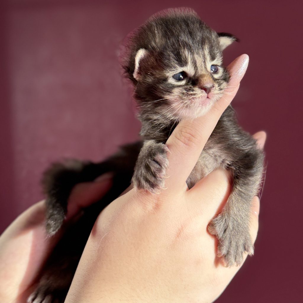 Bramble PP, chaton Maine Coon femelle brown blotched tabby polydactyle à 16 jours
