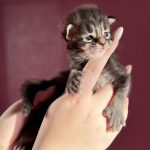 Bramble PP, chaton Maine Coon femelle brown blotched tabby polydactyle à 16 jours